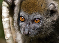Lemuři - endemiti Madagaskaru