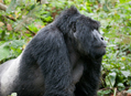 Tanzánie - Uganda 2012