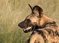 Botswana2009