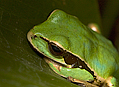 Kostarika 2008