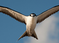 Bird Island